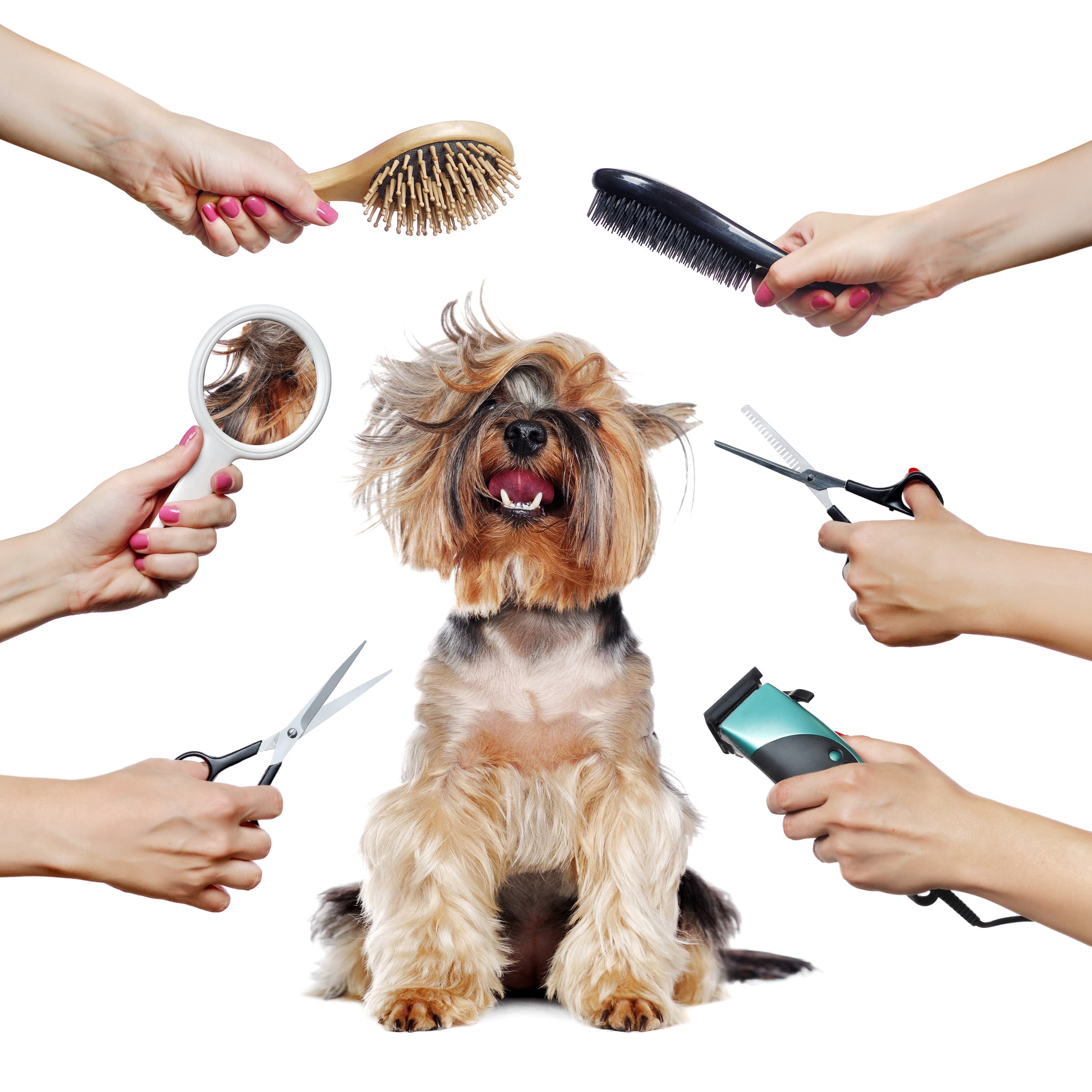 Pet grooming session