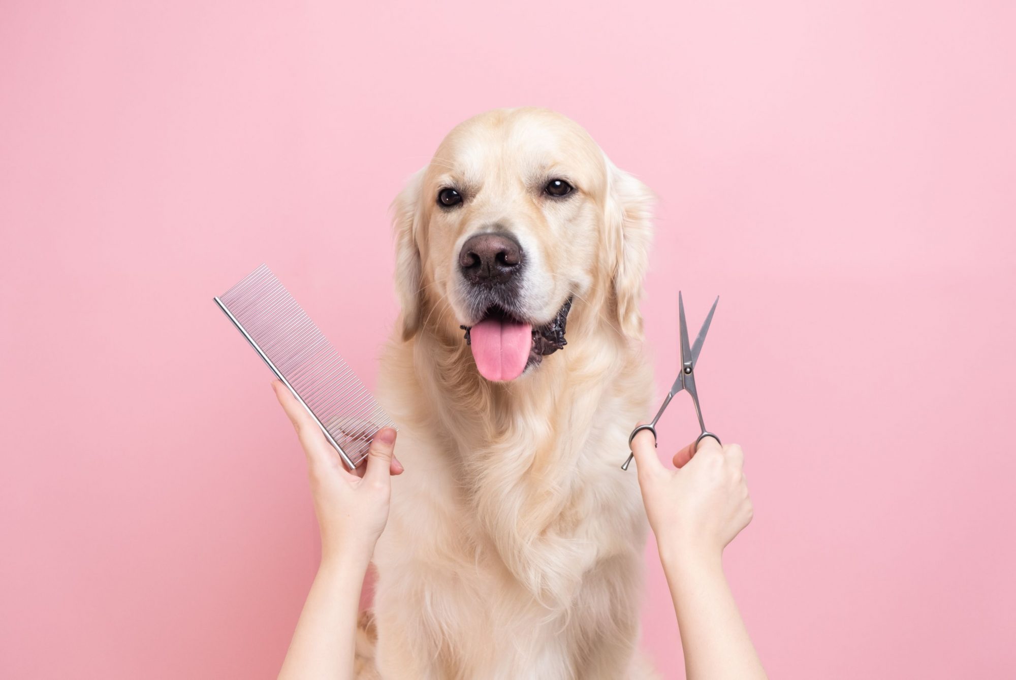 Groomer trimming dog fur