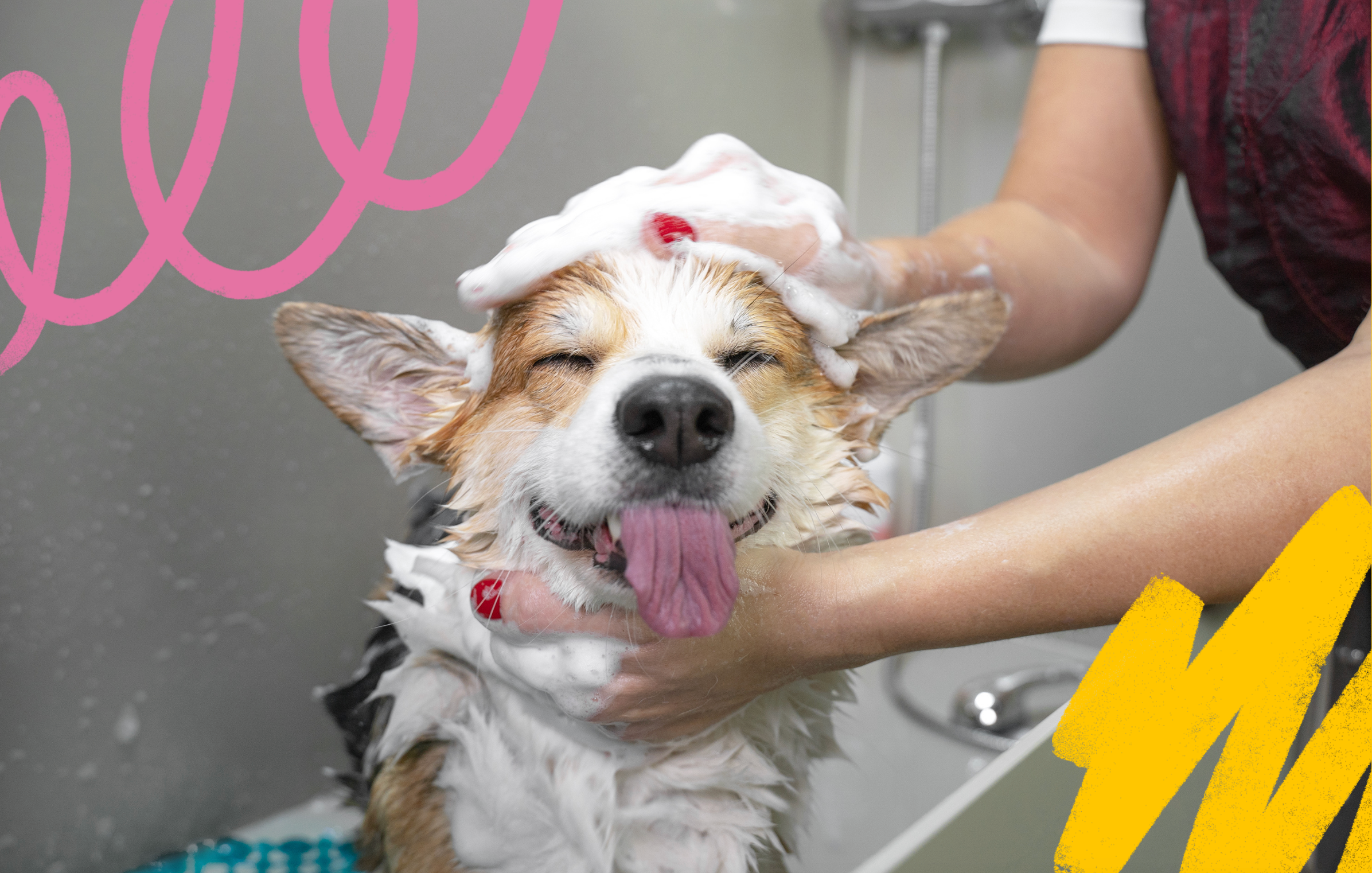 Happy pet after grooming session