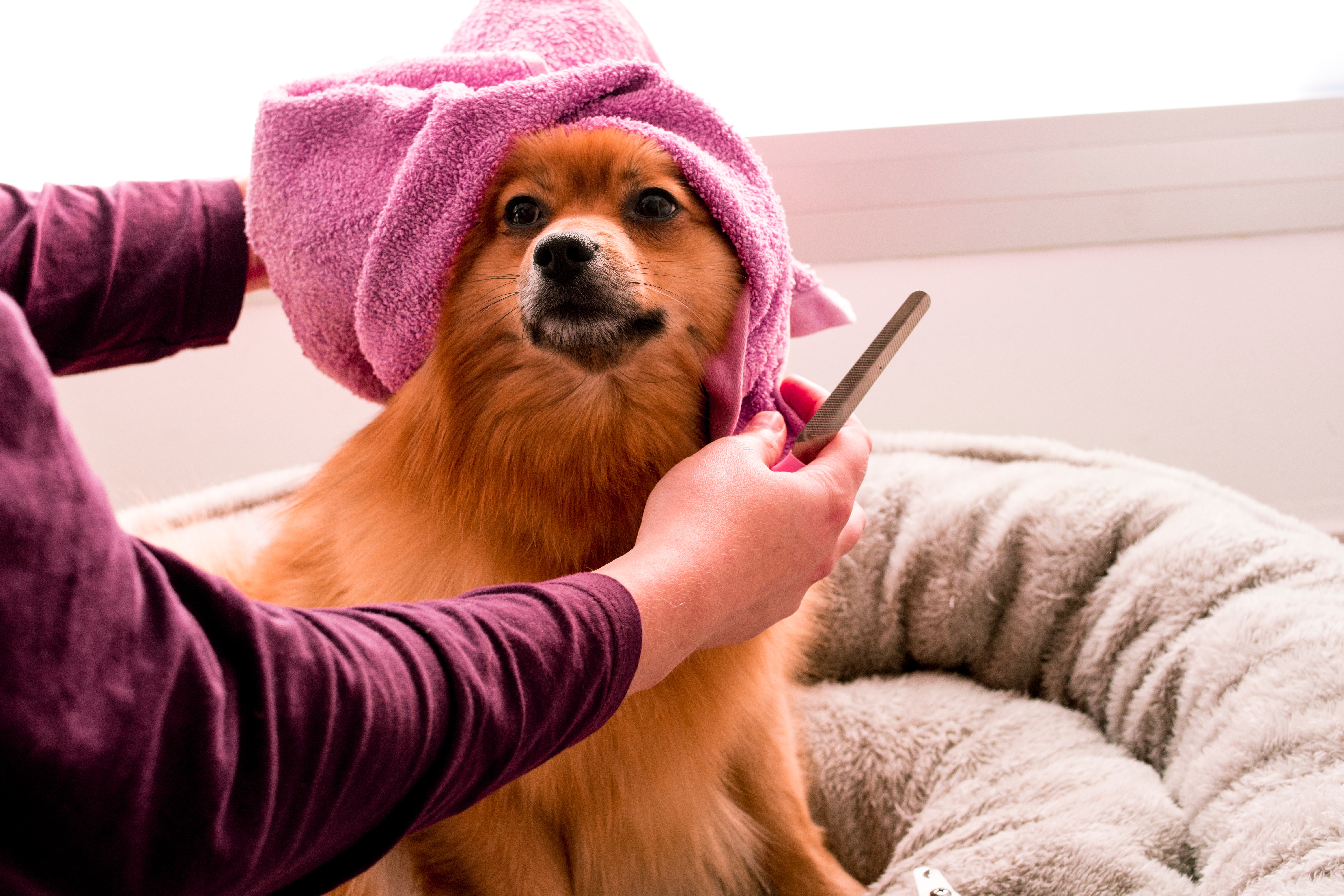 Pet Bathing