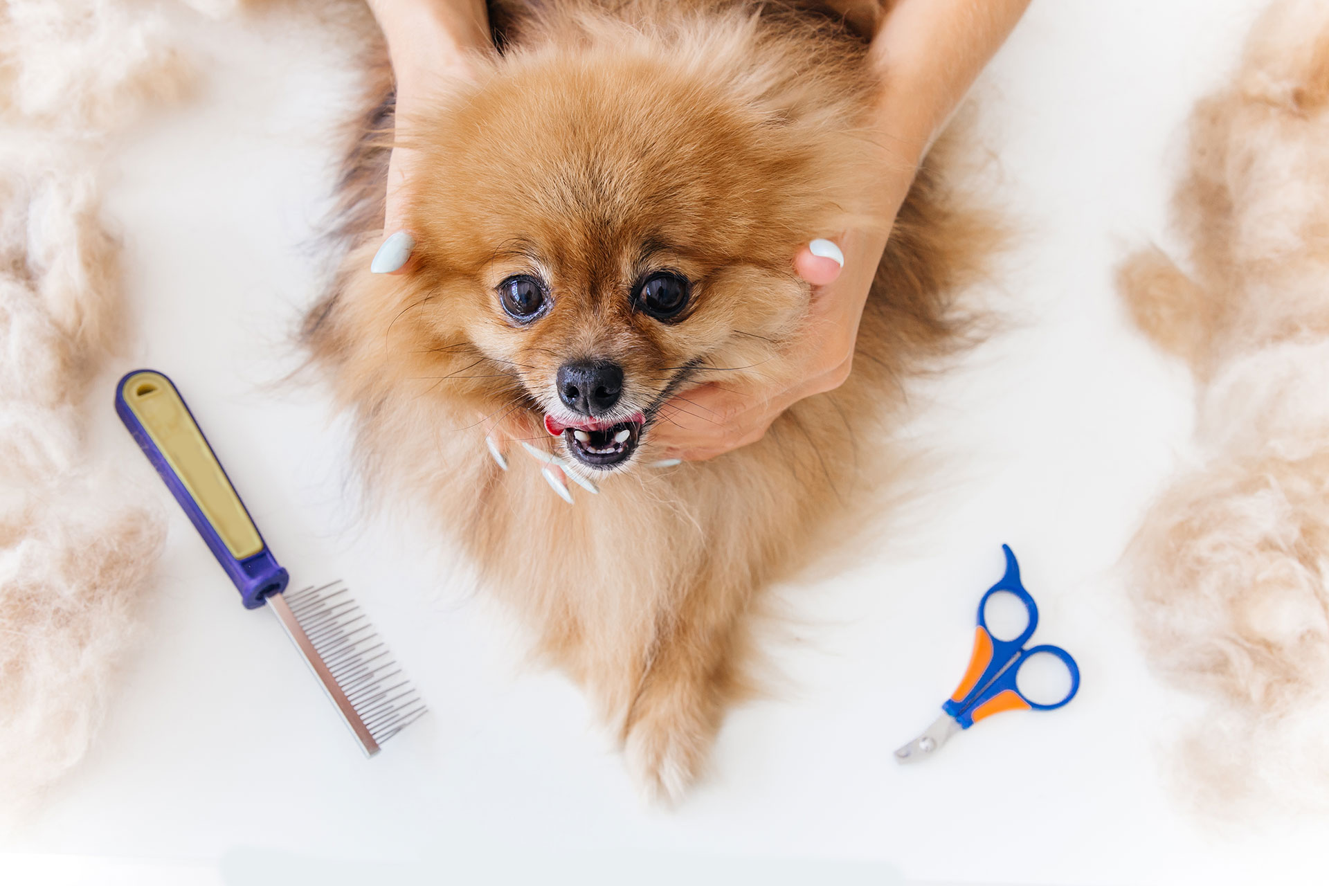 Professional Grooming