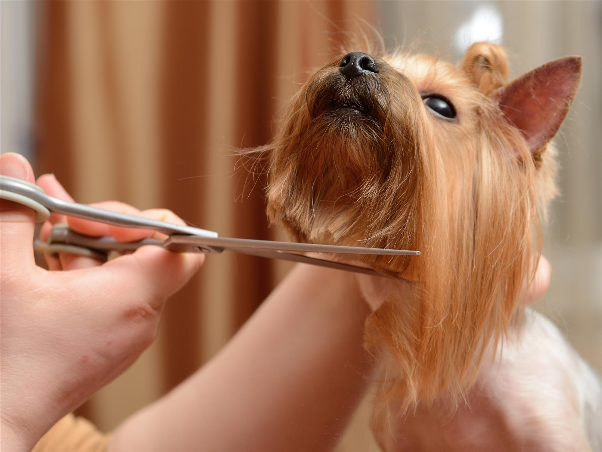 Dental Care